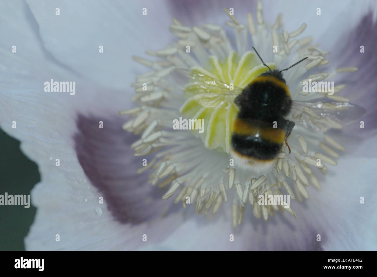 Bumblebee in opium poppy Stock Photo