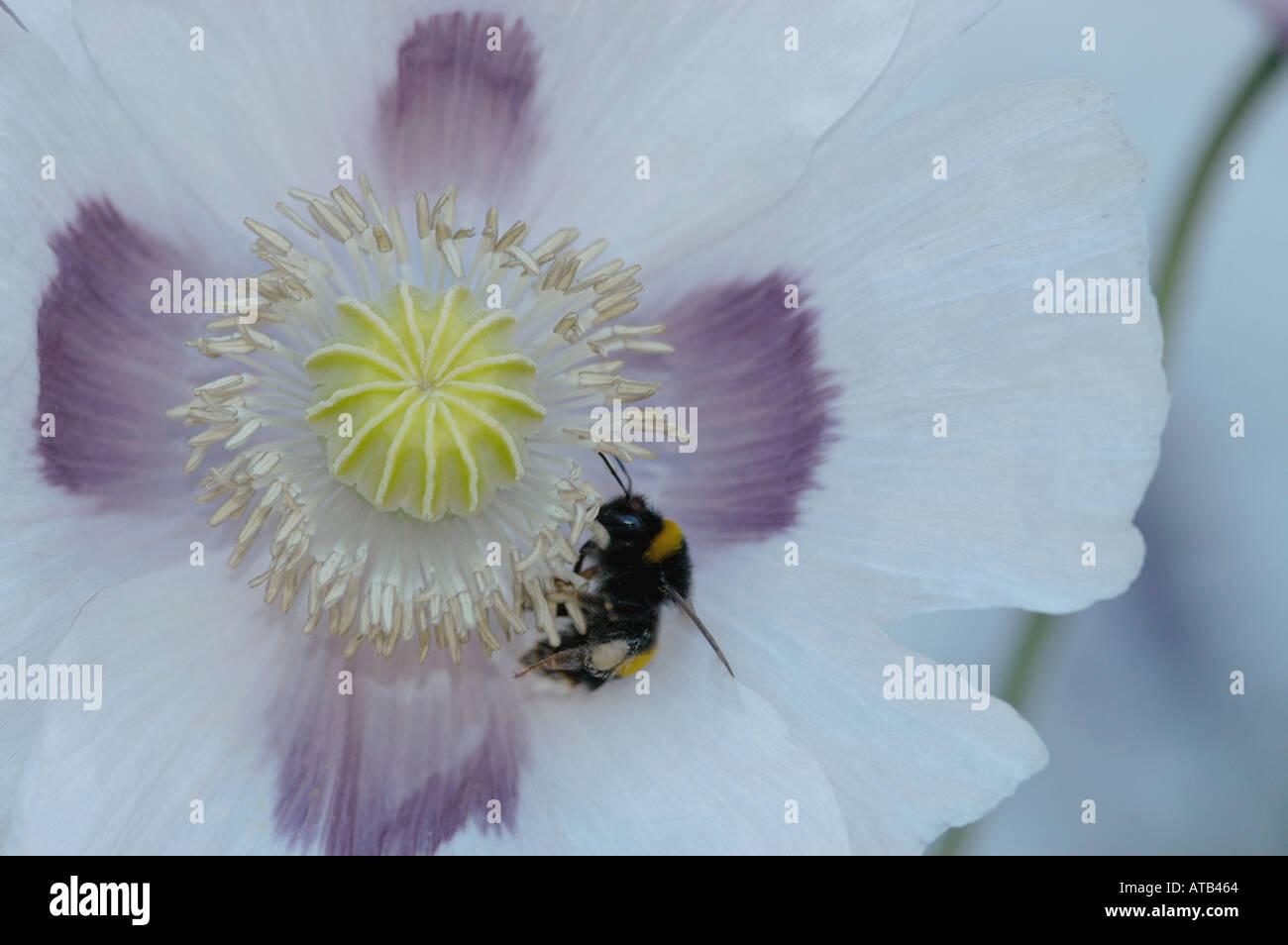 Bumblebee in opium poppy Stock Photo
