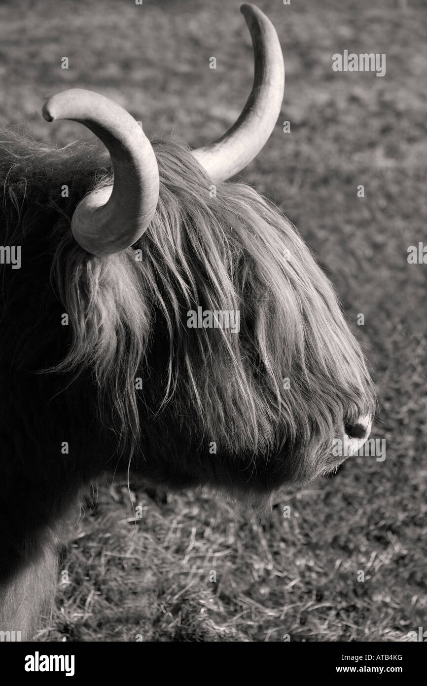 Black and white highland cattle hi-res stock photography and images - Alamy