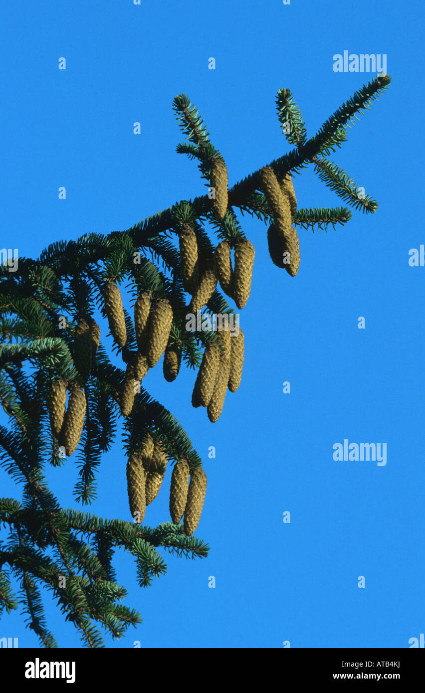 Colorado blue spruce (Picea pungens), cones Stock Photo