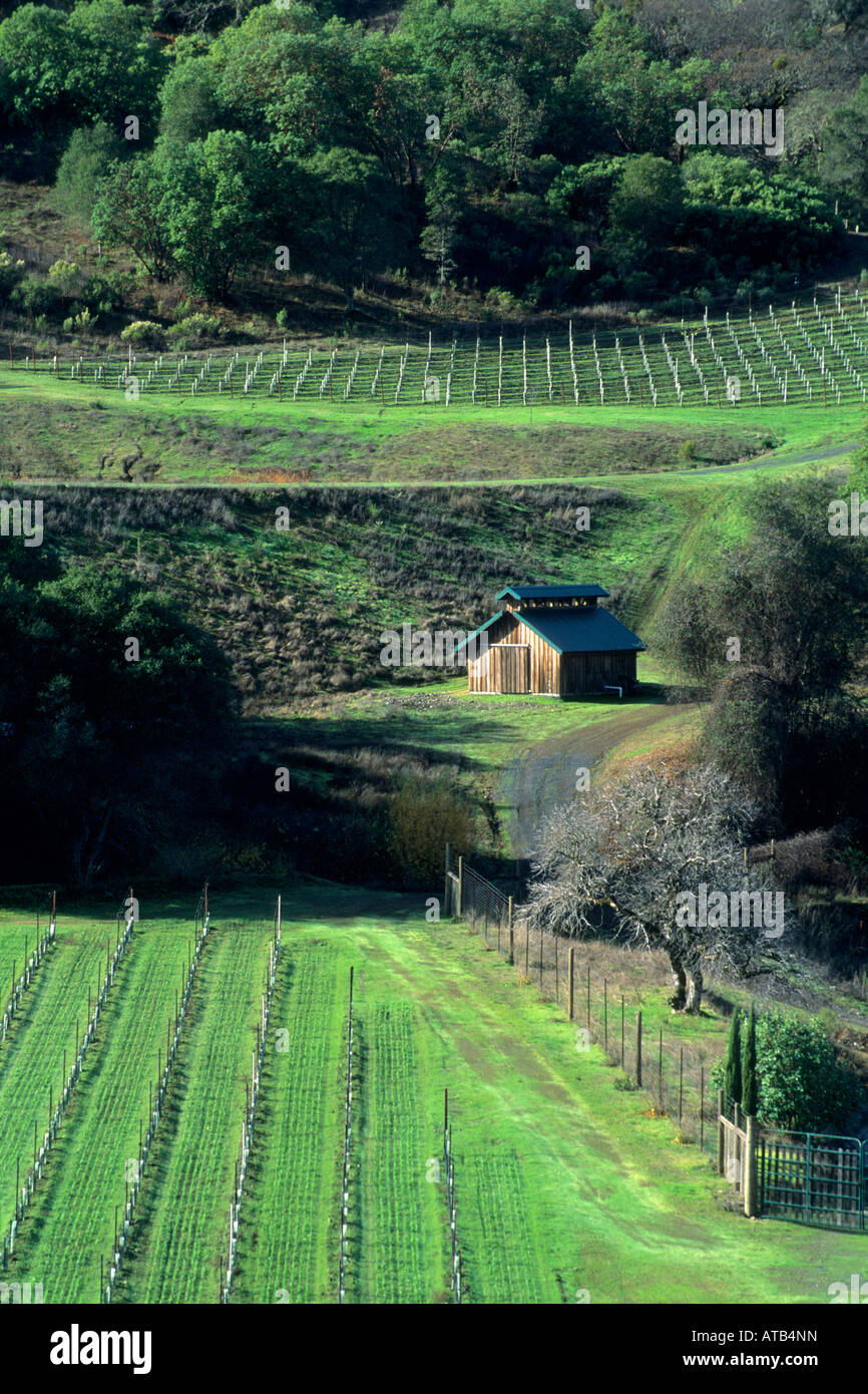 New vineyard in winter near Redwood Valley Mendocino County California Stock Photo