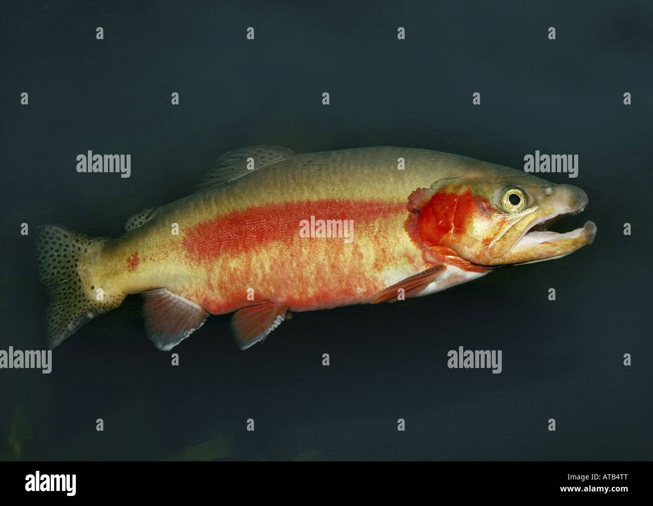 salmonids (Salmonidae), salmon Stock Photo Alamy