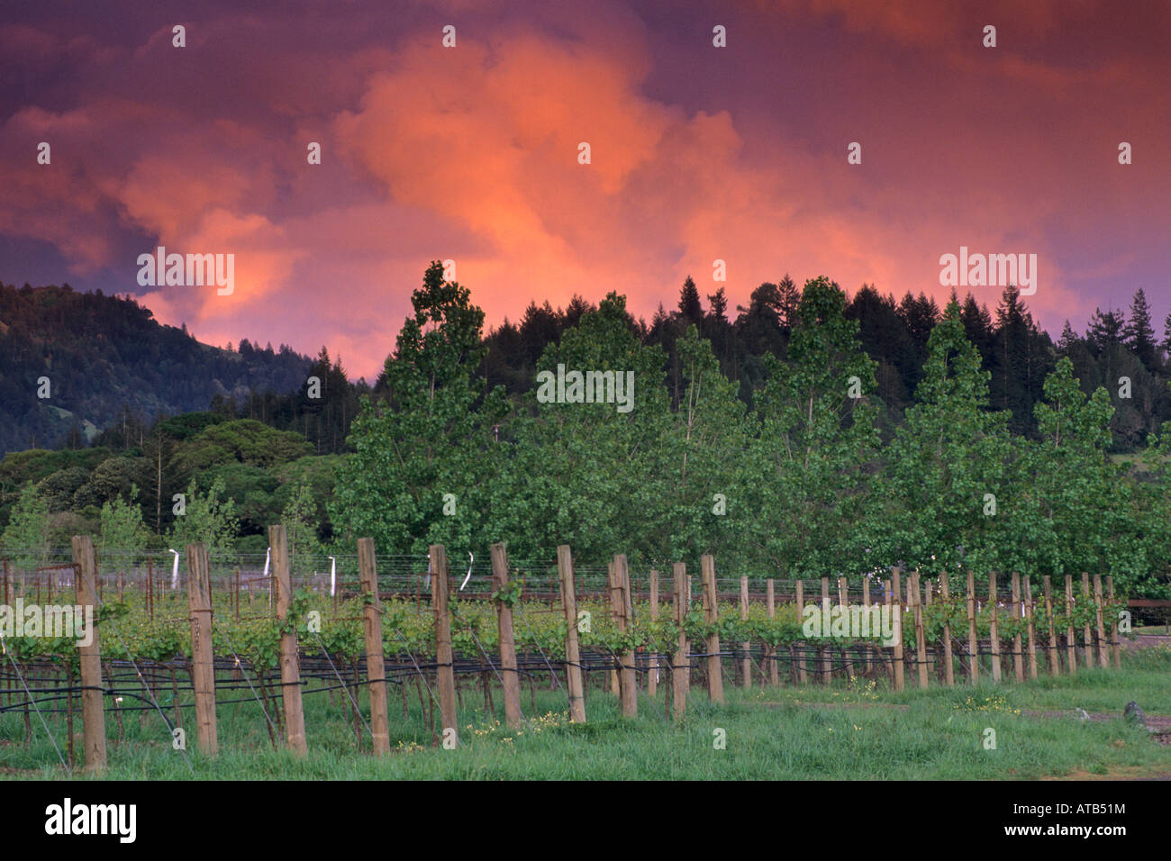 Sunset on spring storm clouds over vineyard and trees in the Anderson Valley Mendocino County California Stock Photo