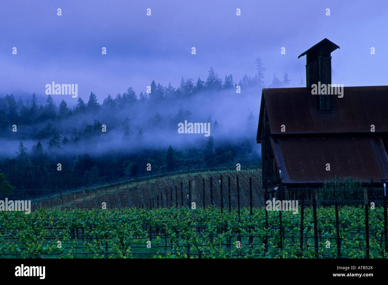 Cloudy morning over vineyard in the Anderson Valley near Philo Mendocino County California Stock Photo