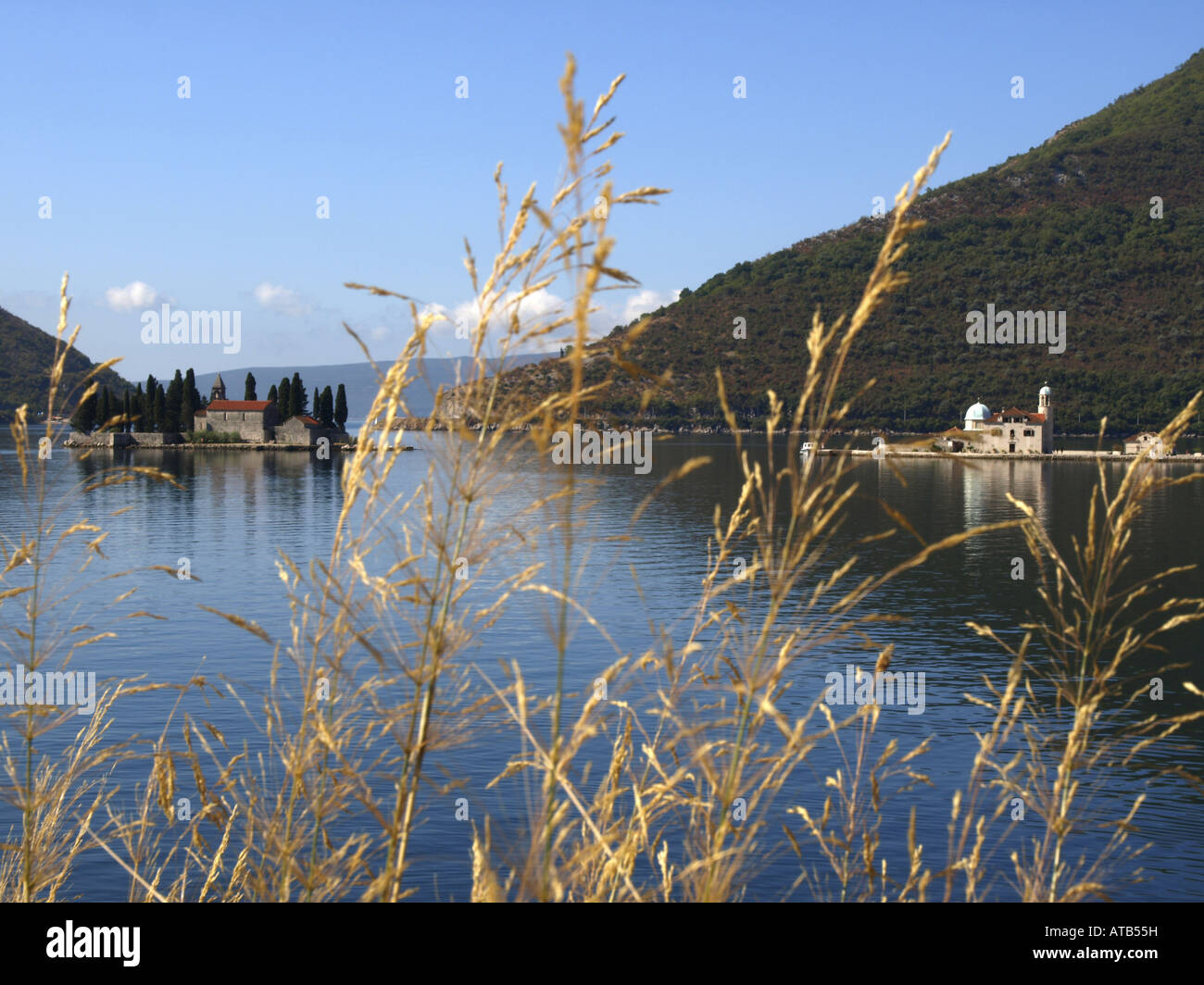 smilograss (Oryzopsis miliacea, Piptatherum miliaceum), little island in the bay of Kotor, Serbia and Montenegro, Montenegro, K Stock Photo