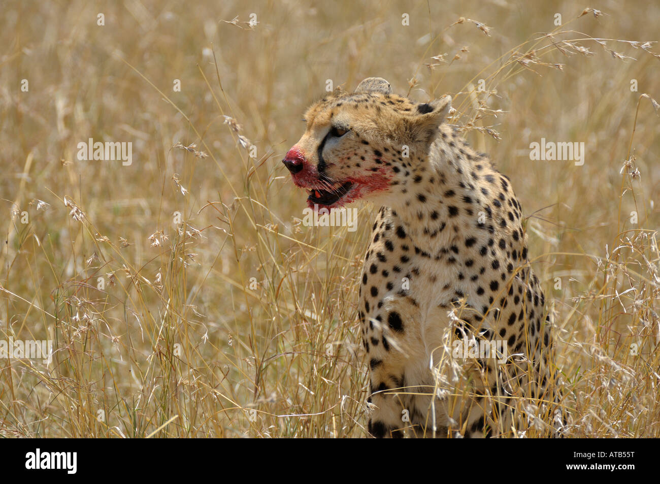 Cheetahs,a Cheetah at a gazelle kill, with blood on his mouth, Masai Mara,Kenya Stock Photo