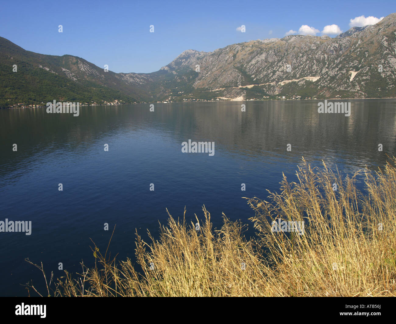 smilograss (Oryzopsis miliacea, Piptatherum miliaceum), Bay of Kotor, Serbia and Montenegro Stock Photo