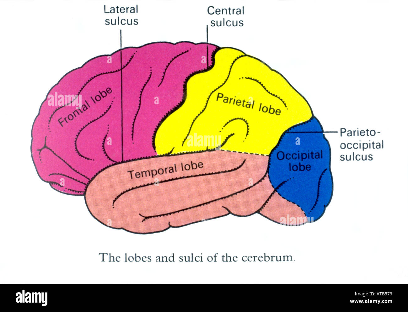 Brain anatomy Stock Photo