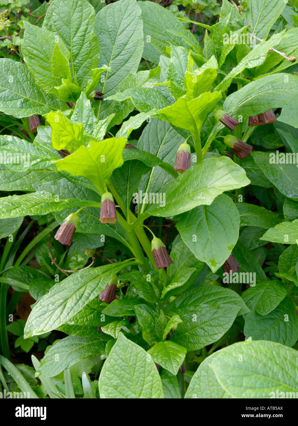 Henbane bell (Scopolia carniolica syn. Hyoscyamus scopolia) Stock Photo