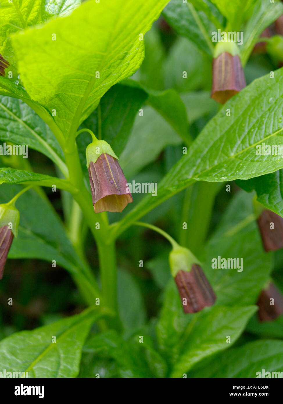 Henbane bell (Scopolia carniolica syn. Hyoscyamus scopolia) Stock Photo