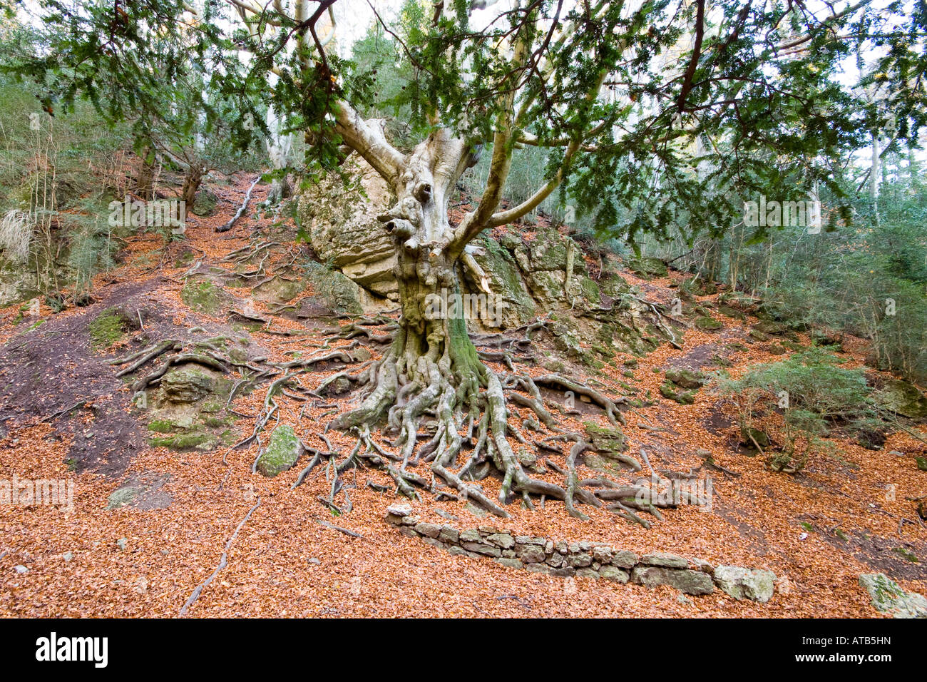Monumental tree, Fagus sylvatica in Natural Park Els Ports, Tortosa, Tarragona, Spain Stock Photo