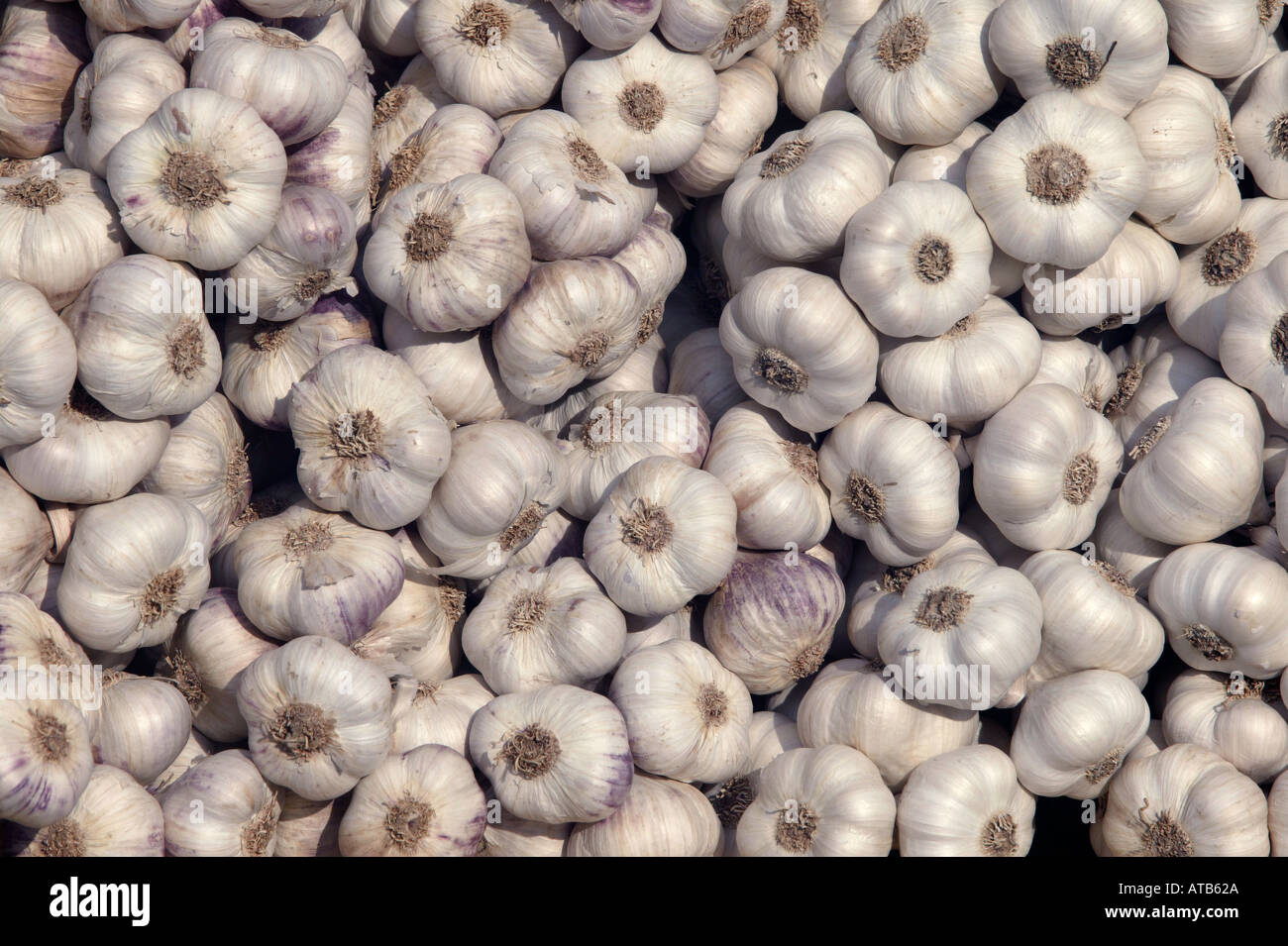 Food plants hi-res stock photography and images - Alamy