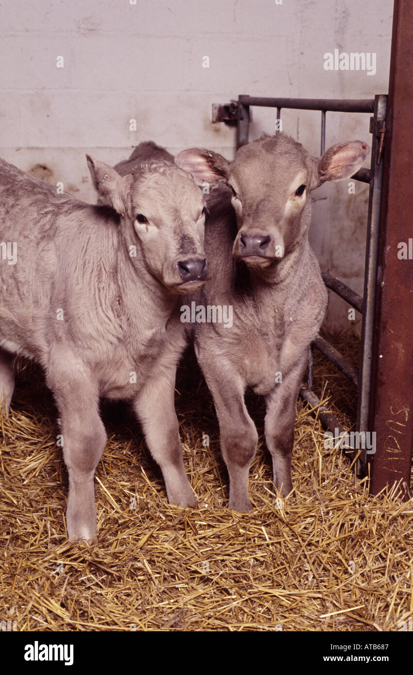 Close up of Charolais calves on straw at ADAS Bridgets in calf house Stock Photo