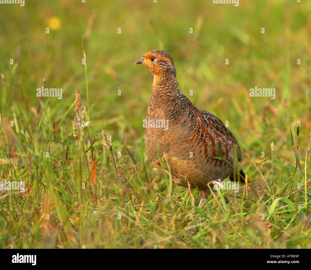 Partridge family hires stock photography and images Alamy