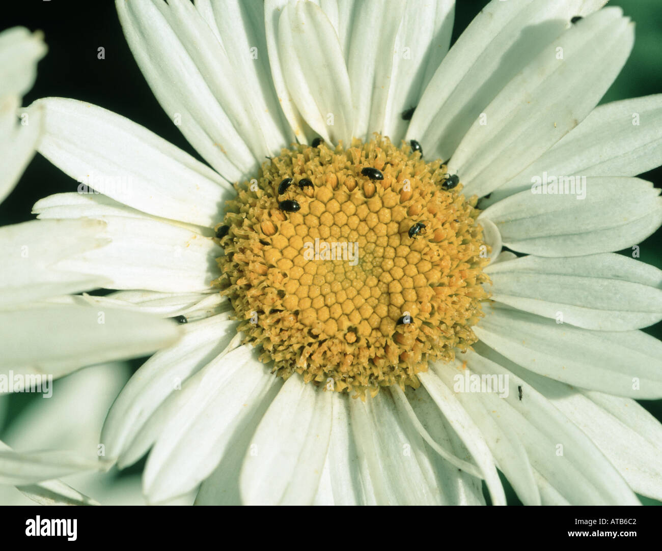 A group of pollen beetles (Brassicogethes aeneus) and one thrips on a
