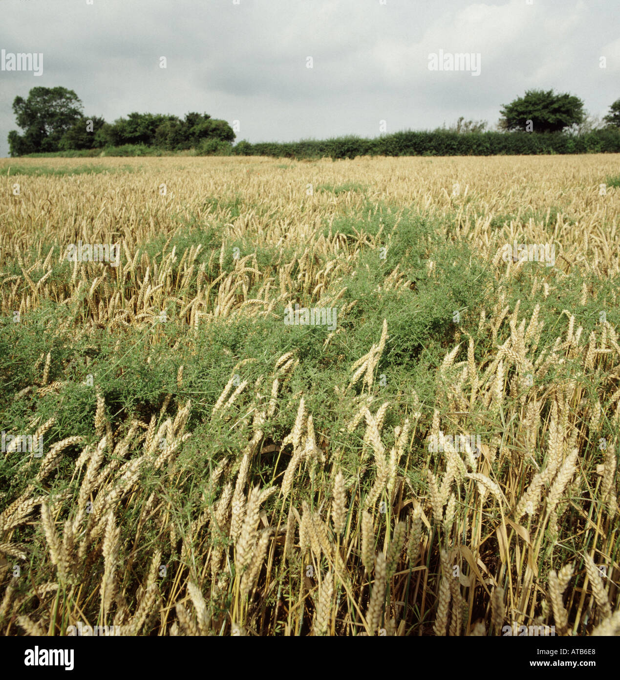 Ear patch hires stock photography and images Alamy