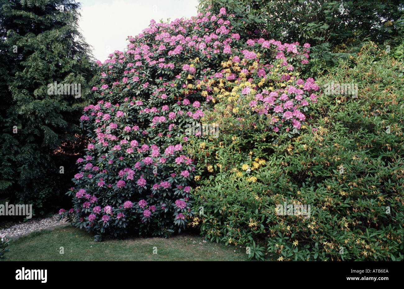 rhododendron bush