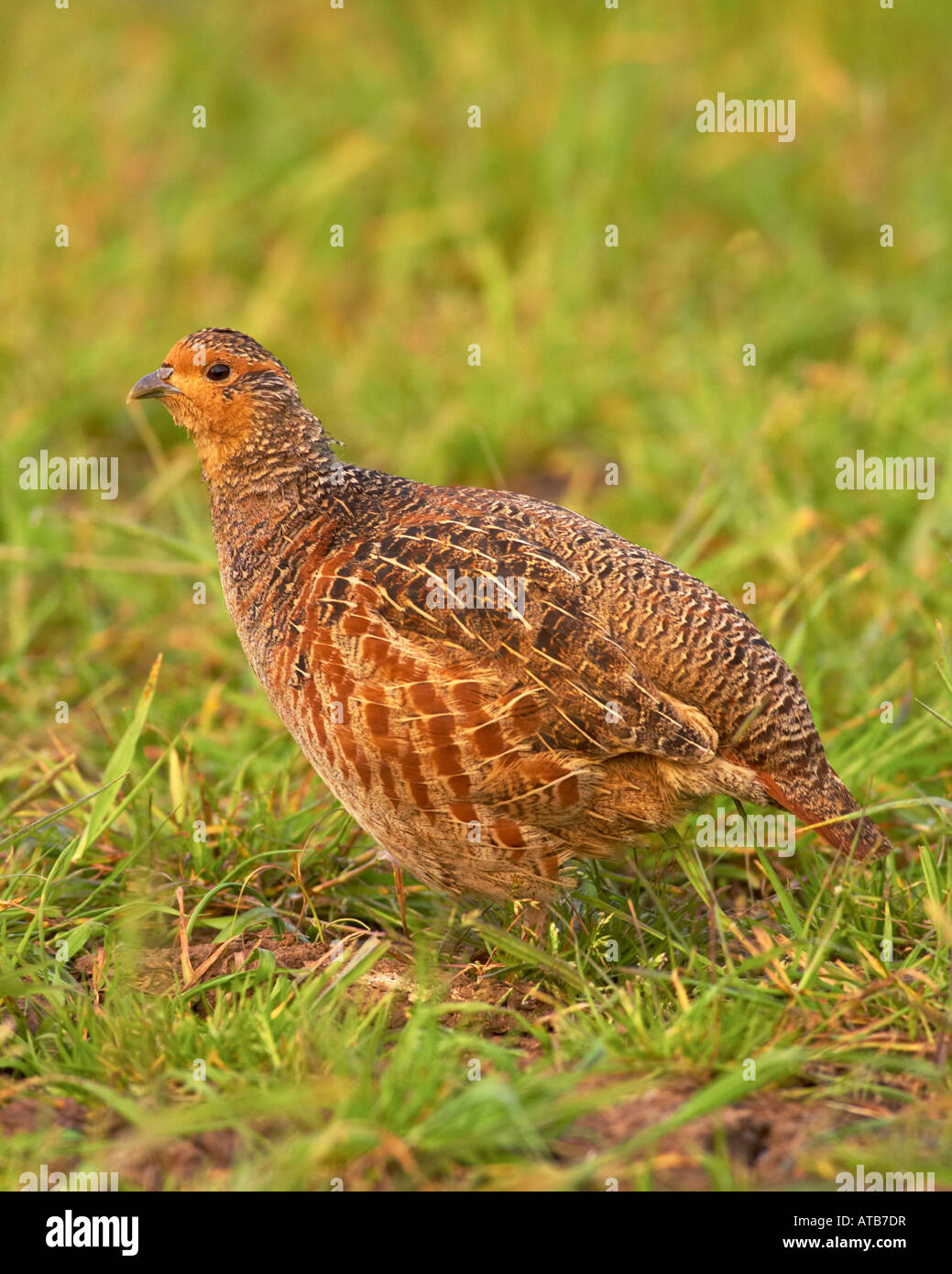Partridge family hires stock photography and images Alamy