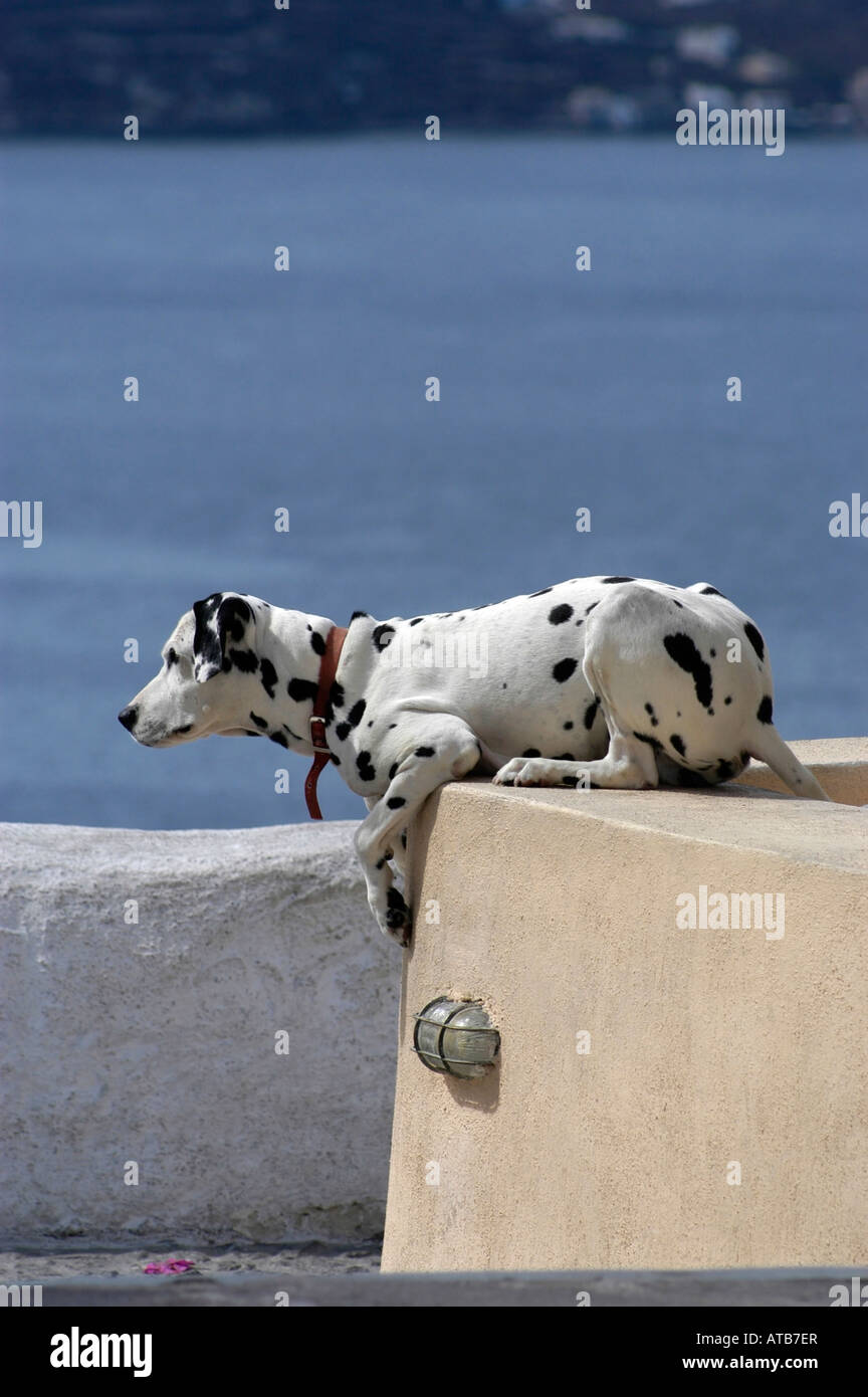 A dalmatian dog is sitting on a wall Stock Photo