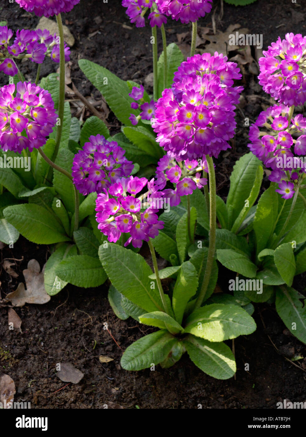 Primrose denticulata hires stock photography and images Alamy