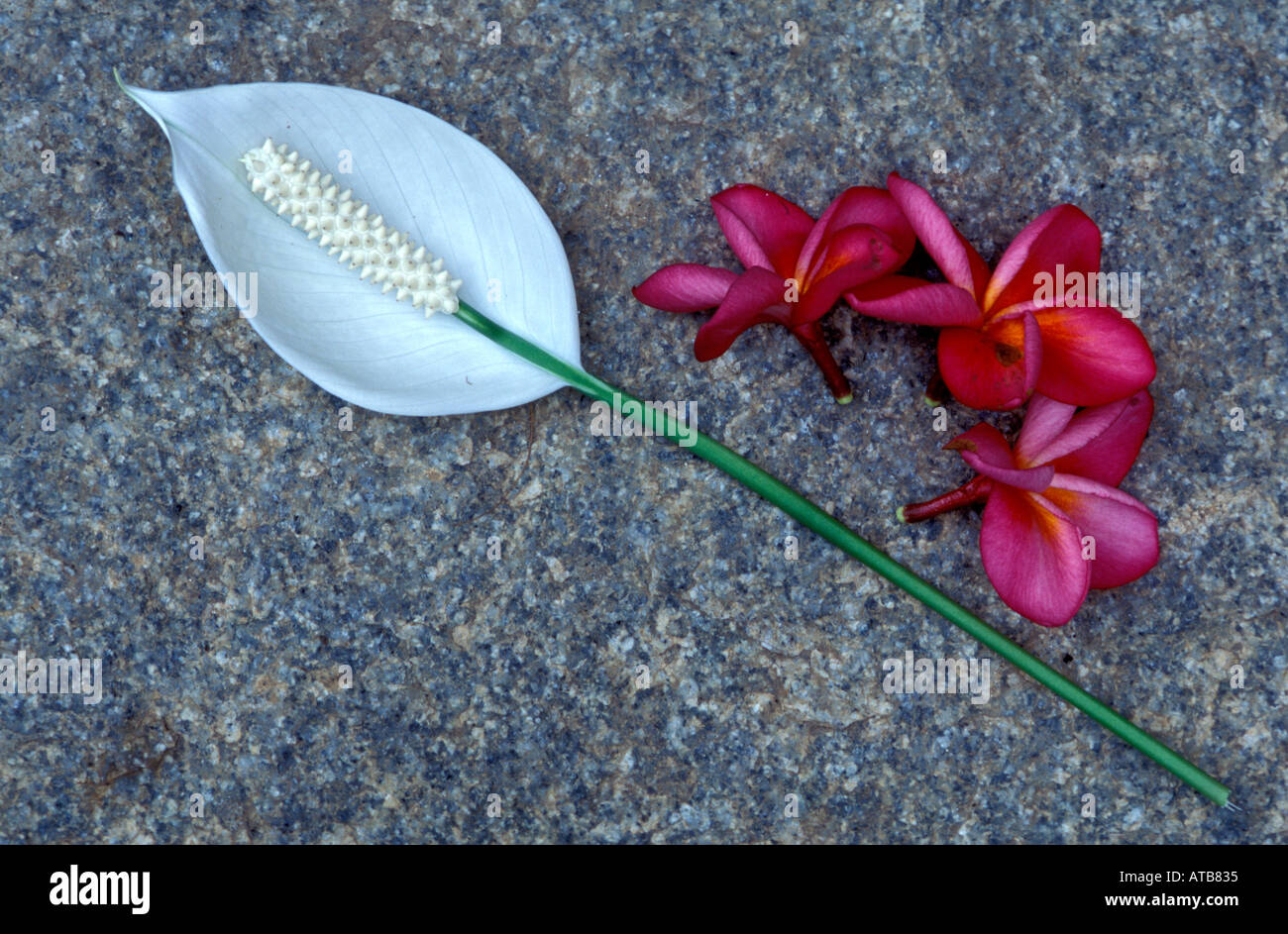 Flowers of india hi-res stock photography and images - Alamy