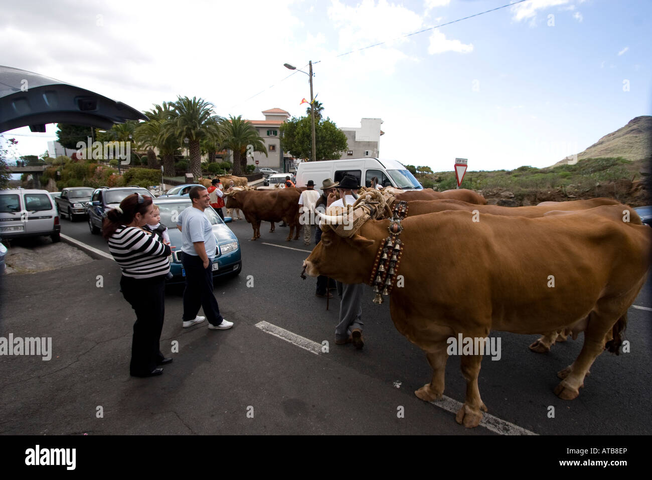 Oxen cause traffic chaos tenerife canary islands. Photo by Nikki Attree Stock Photo