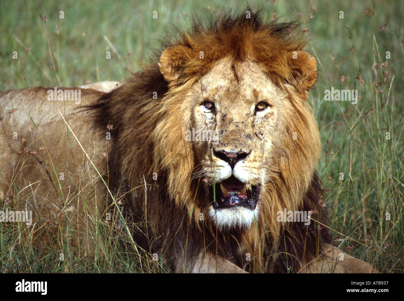 Lion Masai Mara National Reserve Kenya Africa Stock Photo - Alamy