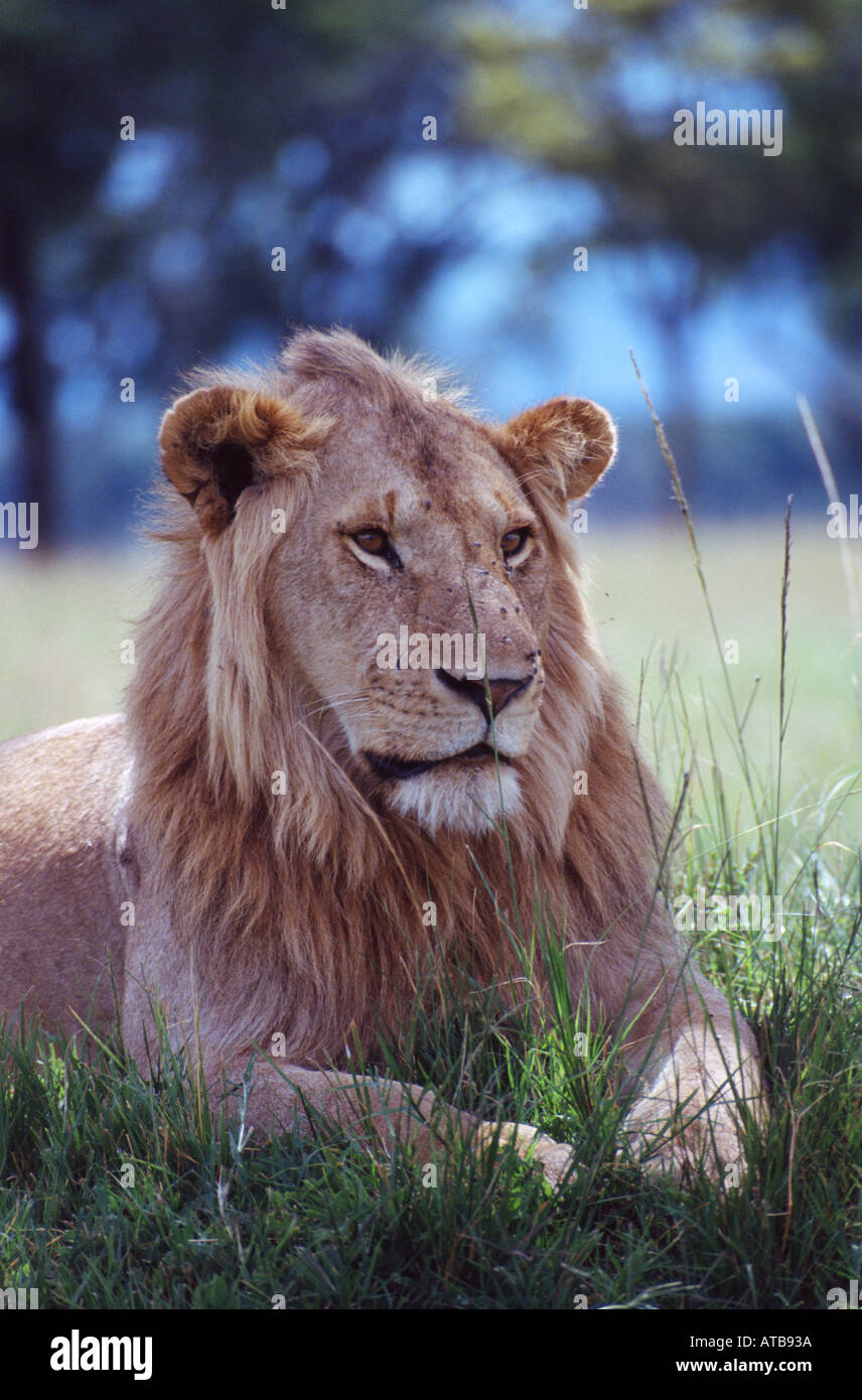 Lion Masai Mara National Reserve Kenya Africa Stock Photo - Alamy
