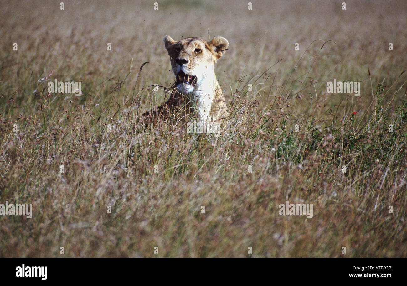 Lion Masai Mara National Reserve Kenya Africa Stock Photo - Alamy