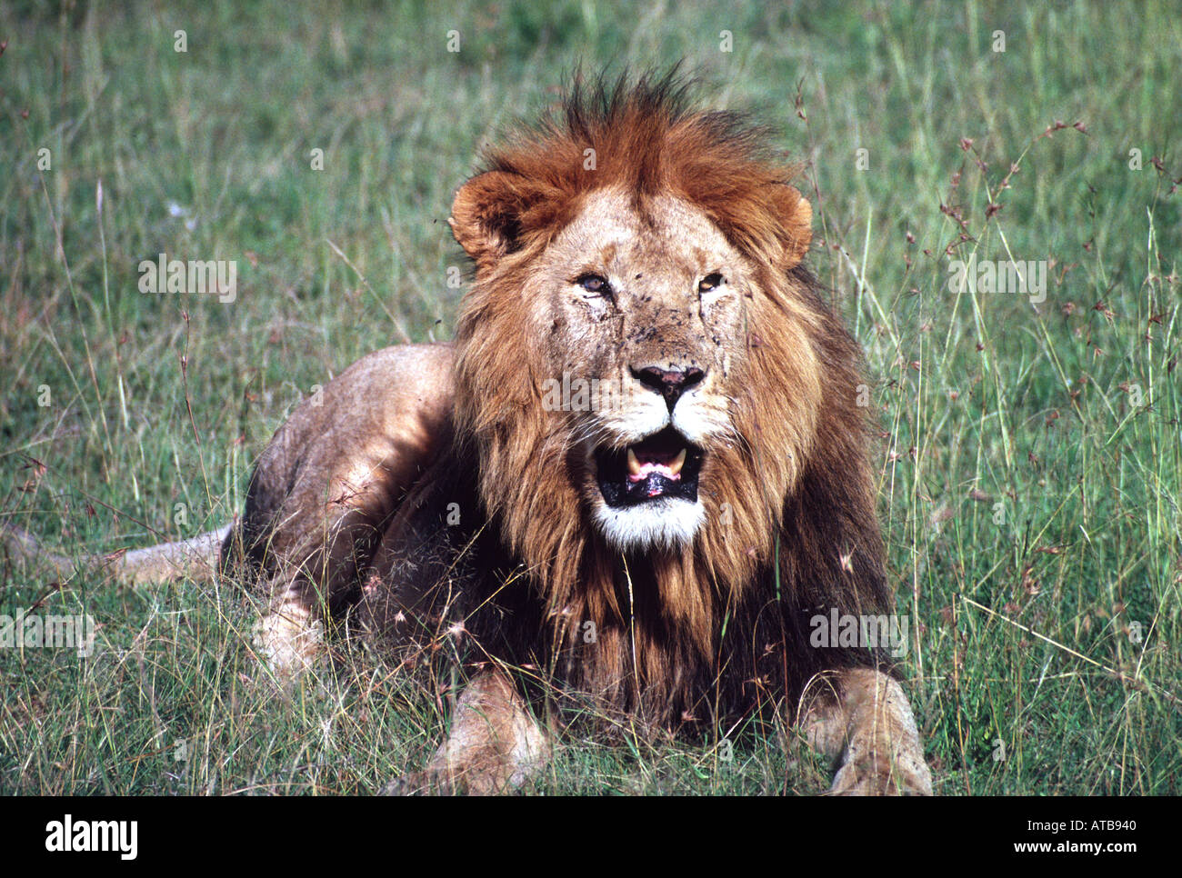 Lion Masai Mara National Reserve Kenya Africa Stock Photo - Alamy