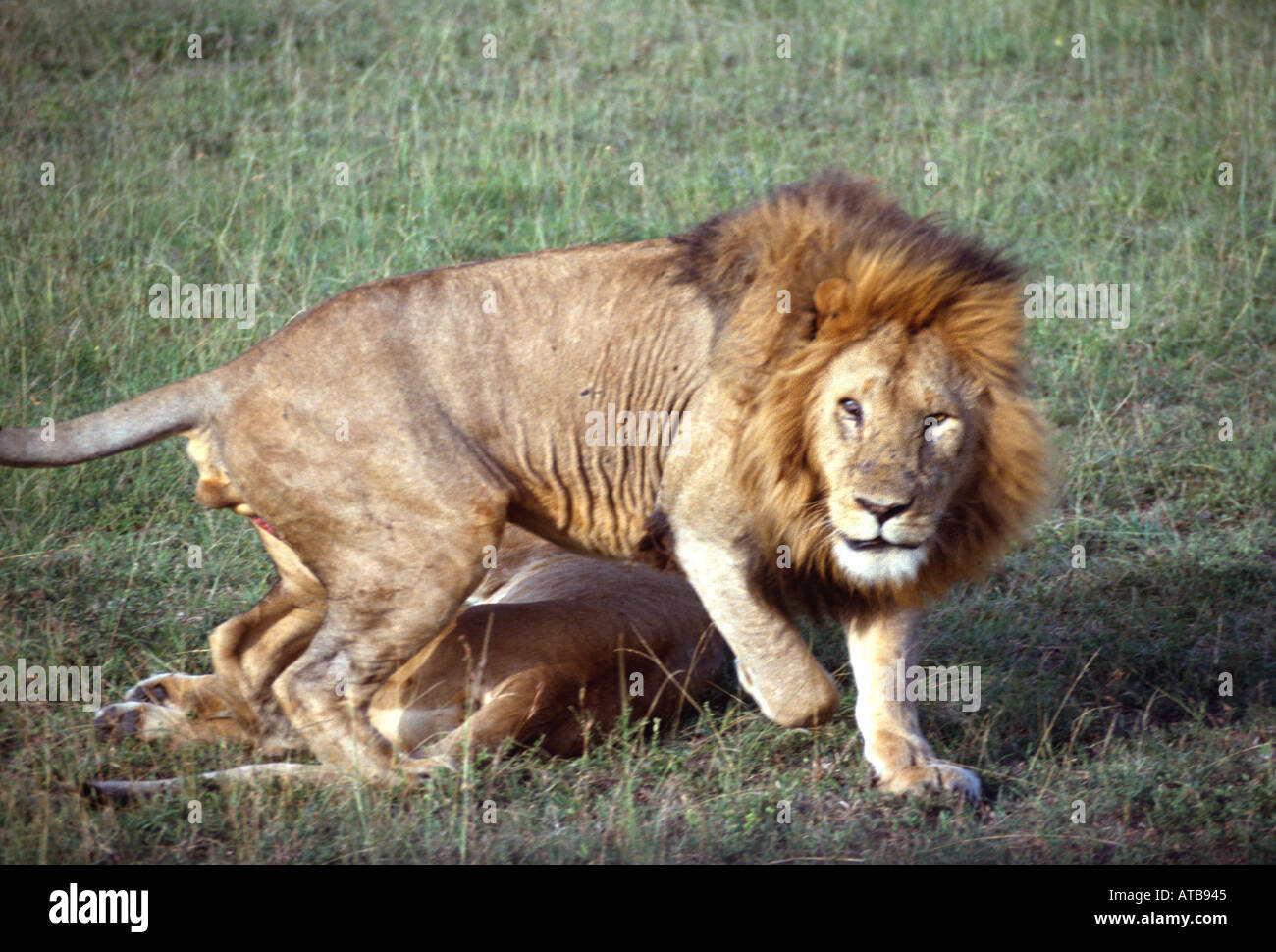 Lion Masai Mara National Reserve Kenya Africa Stock Photo - Alamy