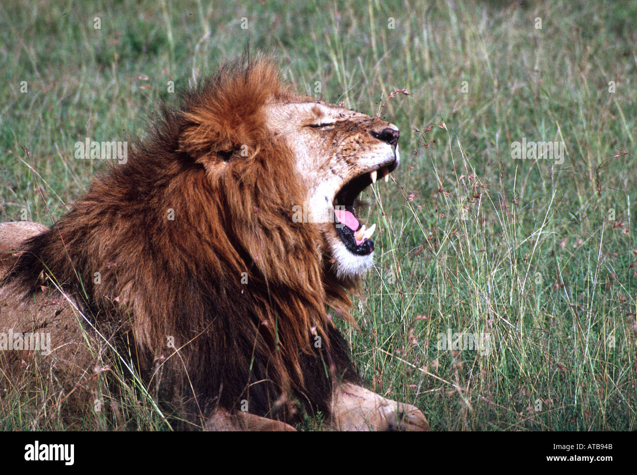 Lion Masai Mara National Reserve Kenya Africa Stock Photo - Alamy
