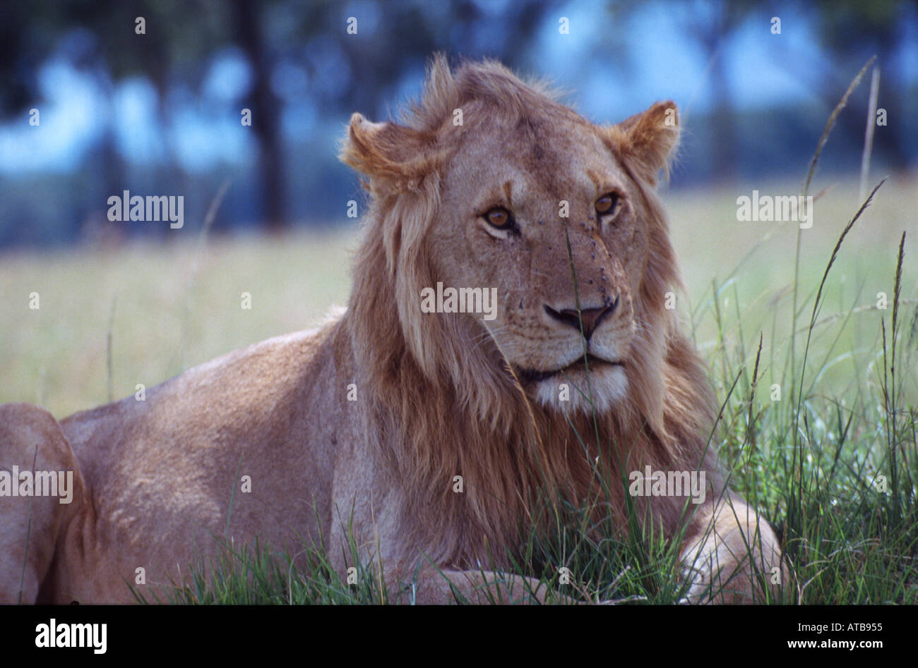 Lion Masai Mara National Reserve Kenya Africa Stock Photo - Alamy