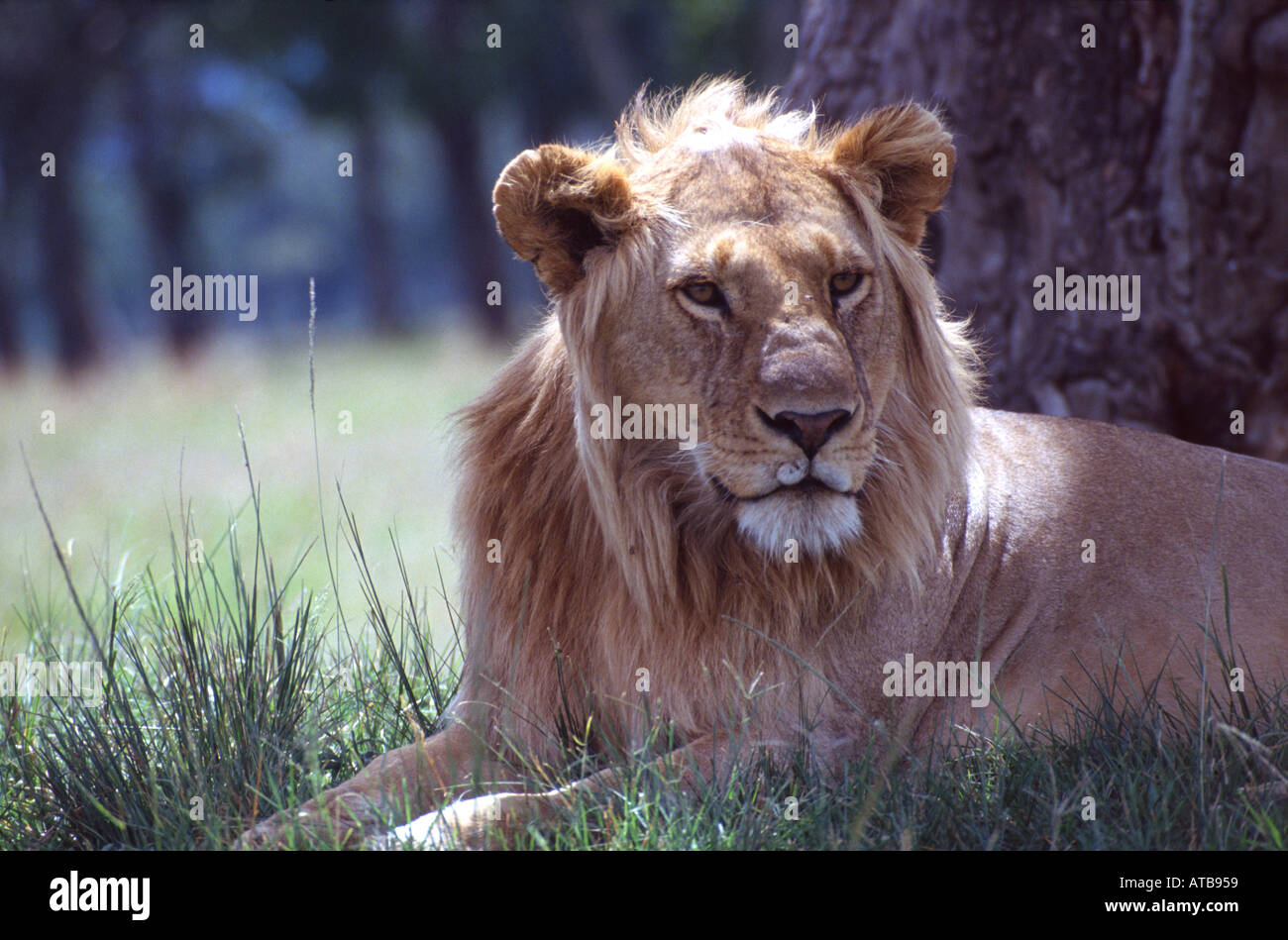 Lion Masai Mara National Reserve Kenya Africa Stock Photo - Alamy