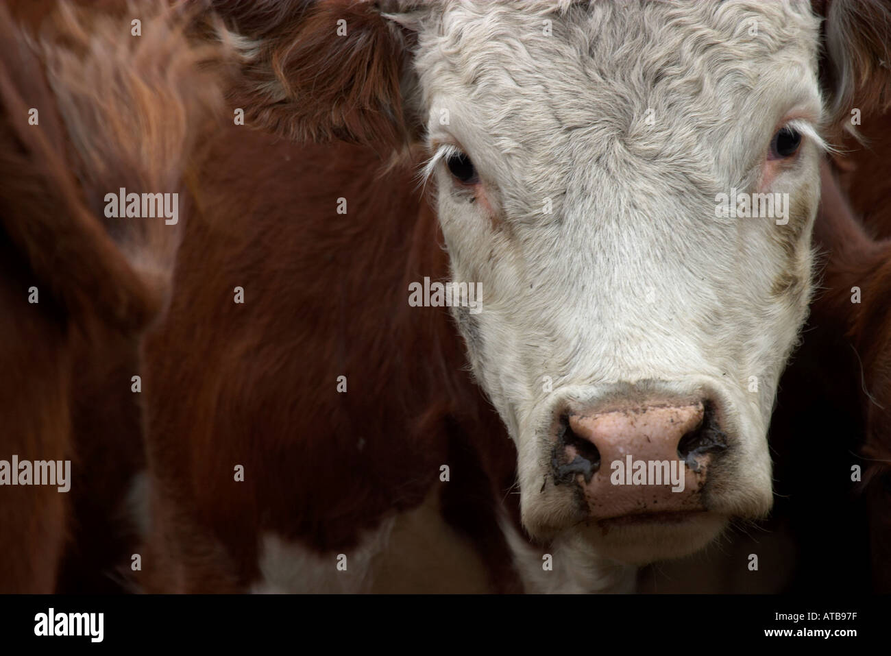 Cattle Round up Alberta Stock Photo - Alamy
