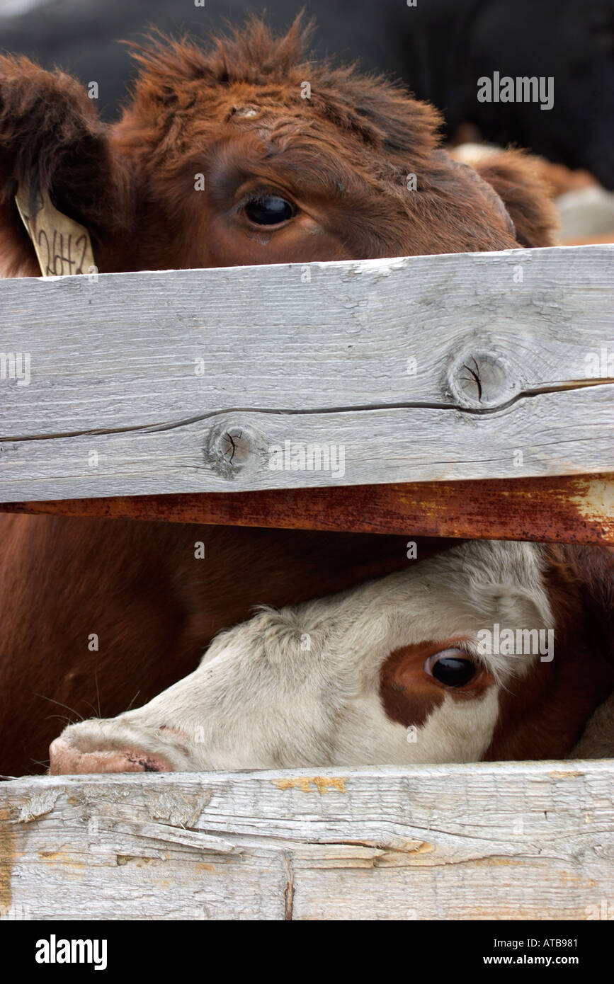 Cattle Round up Alberta Stock Photo - Alamy