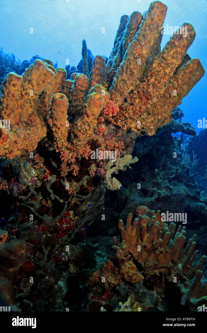 Coral reef scene Stock Photo