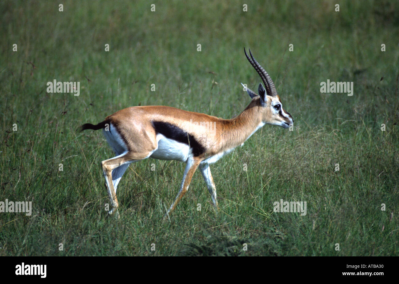 Thompson s Gazelle Masai Mara National Reserve Kenya Africa Gazella ...