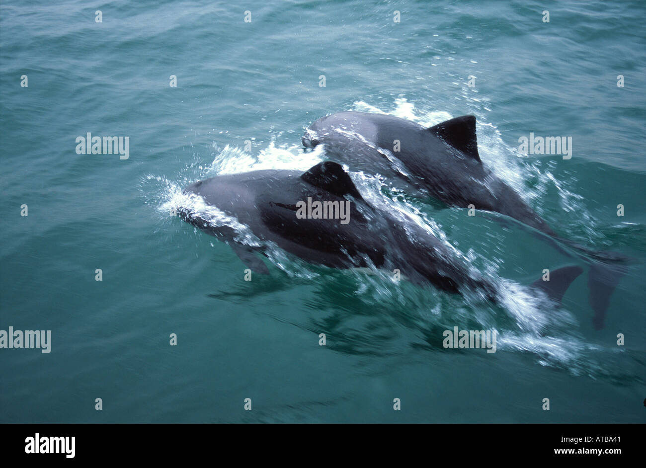 Dolphins Africa Cephalorhynchus heavisidii Stock Photo Alamy