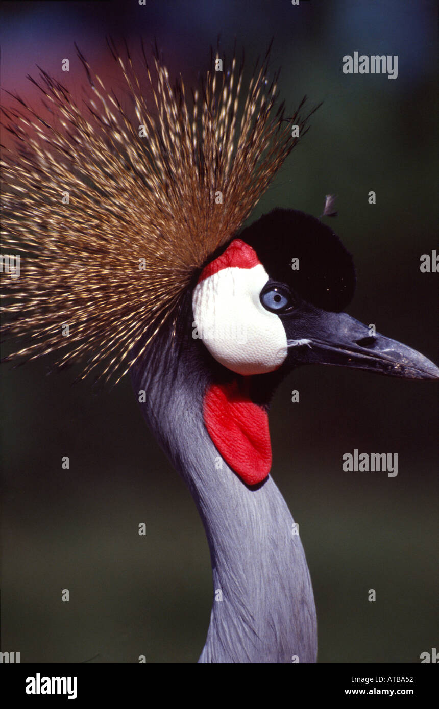 African wildlife symbol hi-res stock photography and images - Alamy