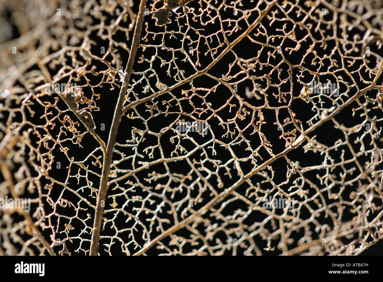 Close up of the structure of a very old leaf Stock Photo - Alamy