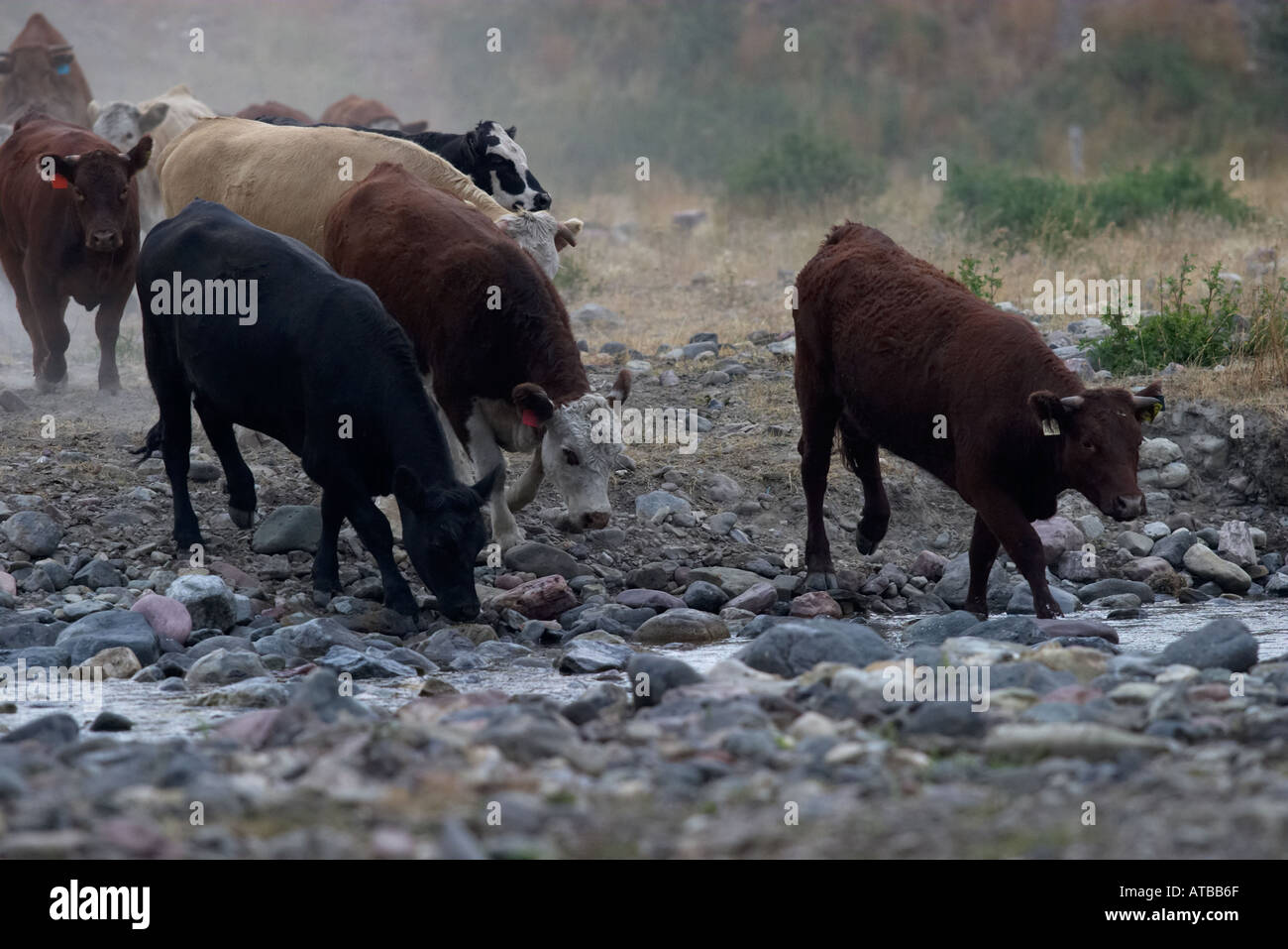Cattle Round up Alberta Stock Photo - Alamy
