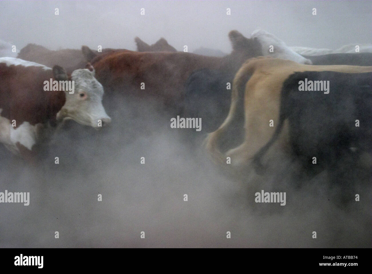 Cattle Round up Alberta Stock Photo - Alamy