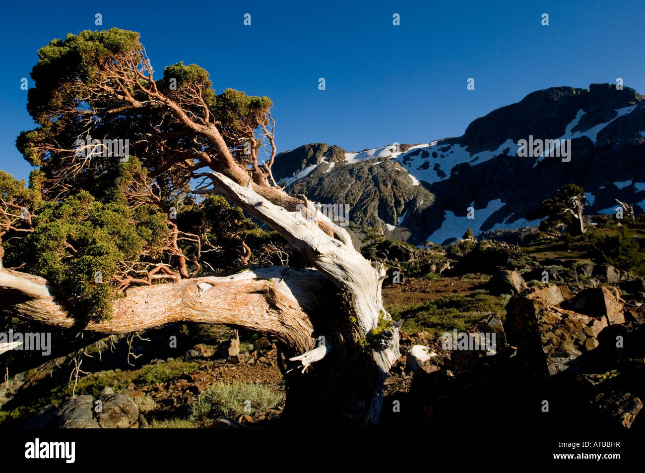 Foxtail Pine pinus balfouriana tree growing out of rocks Desolation Wilderness El Dorado National Forest California Stock Photo
