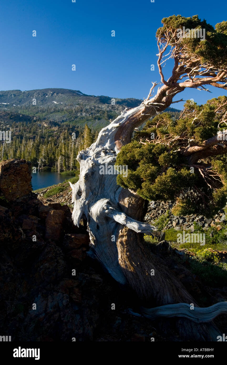 Foxtail Pine pinus balfouriana tree growing out of rocks Desolation Wilderness El Dorado National Forest California Stock Photo