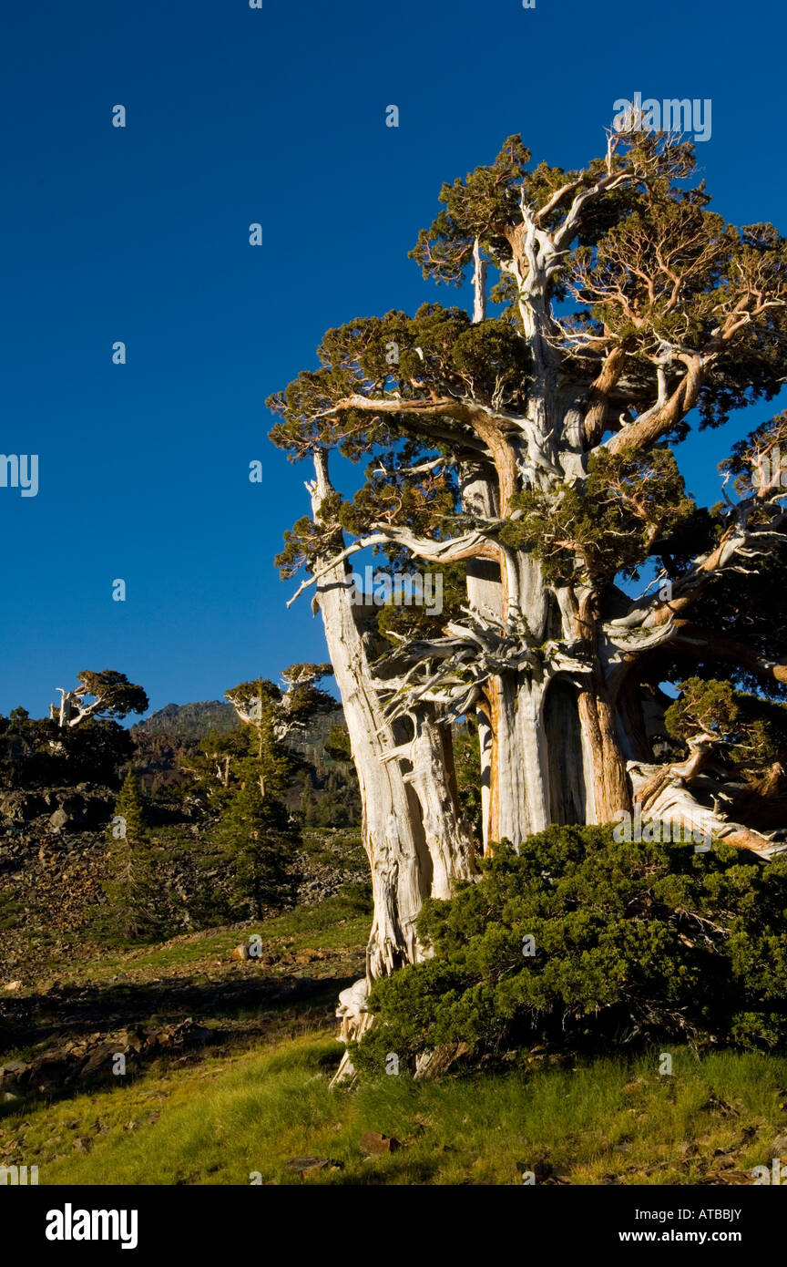 Foxtail Pine pinus balfouriana tree Desolation Wilderness El Dorado National Forest California Stock Photo
