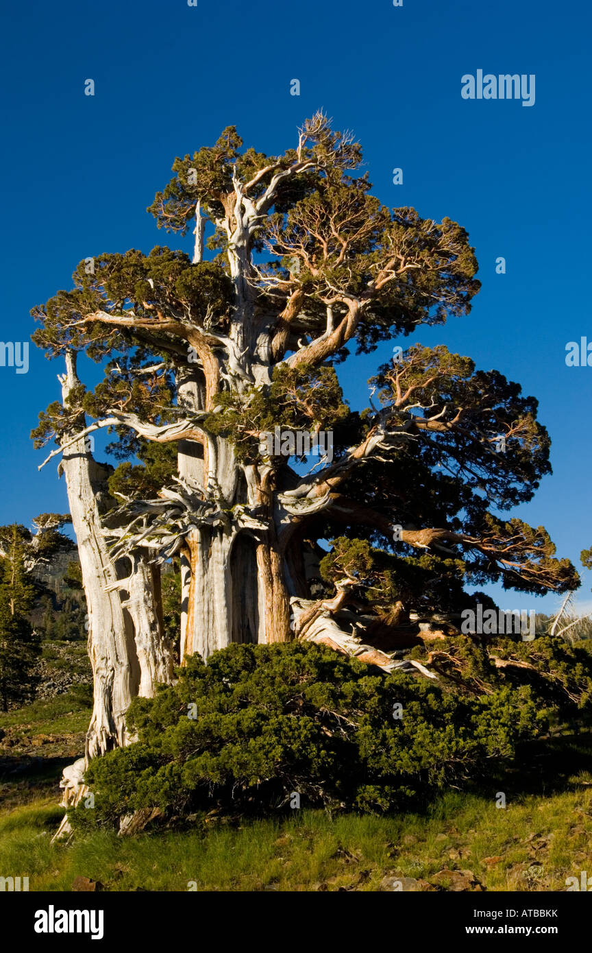 Foxtail Pine pinus balfouriana tree Desolation Wilderness El Dorado National Forest California Stock Photo