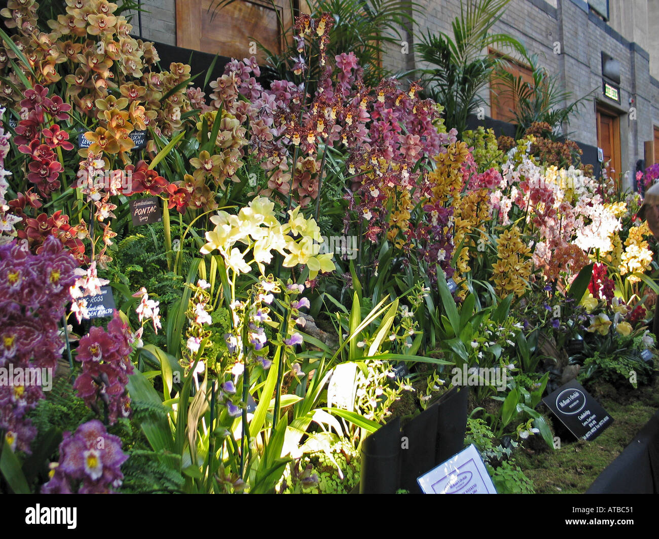 Orchid display hi-res stock photography and images - Alamy