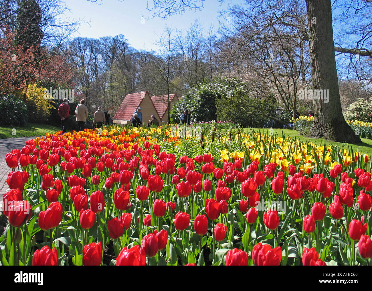 Tulips at Keukenhof Holland EU Stock Photo - Alamy