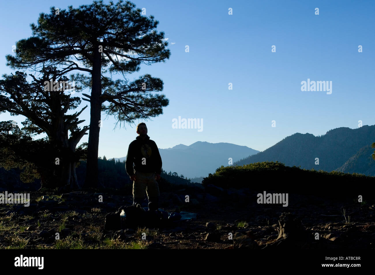 Pine tree standing alone in hi-res stock photography and images - Alamy